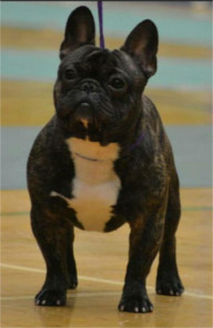 French Bulldog - Eastonite Chocolate Chip