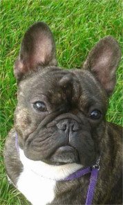 French Bulldog - Eastonite Chocolate Chip