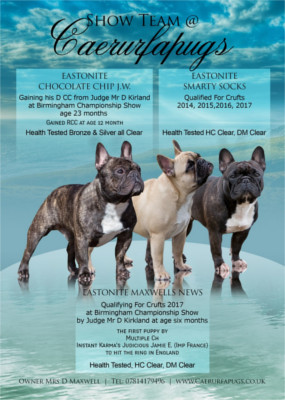 French Bulldog - Eastonite Chocolate Chip